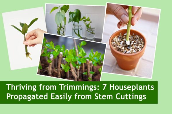 Thriving from Trimmings: 7 Houseplants Propagated Easily from Stem Cuttings
