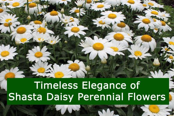 Timeless Elegance of Shasta Daisy Perennial Flowers