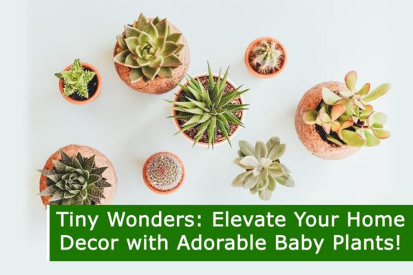 Tiny Wonders: Elevate Your Home Decor with Adorable Baby Plants!