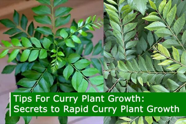 Tips For Curry Plant Growth: Secrets to Rapid Curry Plant Growth