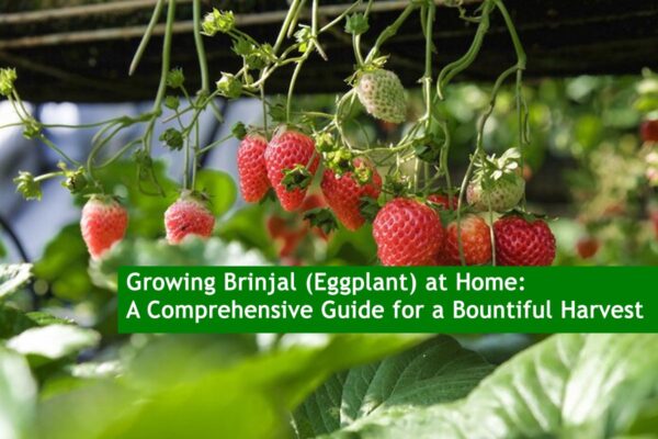 Homegrown Happiness: Tips and Tricks for Thriving Strawberry Plants