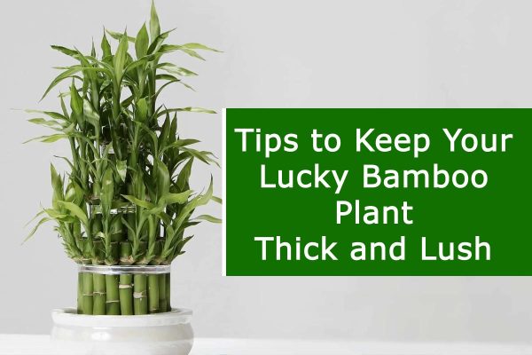 Tips to Keep Your Lucky Bamboo Plant Thick and Lush