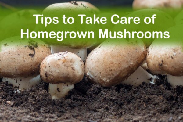 Tips to take care of homegrown mushrooms