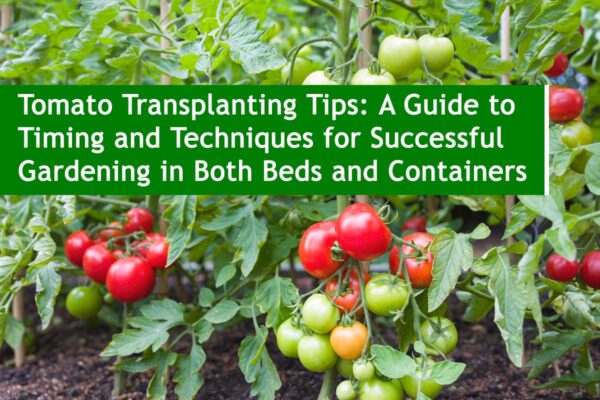 Tomato Transplanting Tips: A Guide to Timing and Techniques for Successful Gardening in Both Beds and Containers