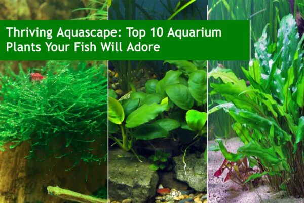 Thriving Aquascape: Top 10 Aquarium Plants Your Fish Will Adore