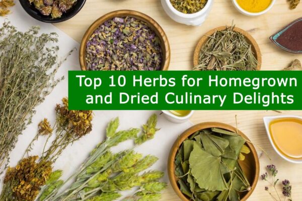 Top 10 Herbs for Homegrown and Dried Culinary Delights