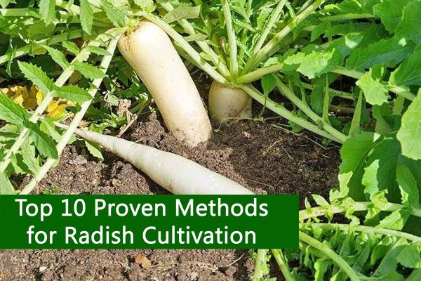 Top 10 Proven Methods for Radish Cultivation