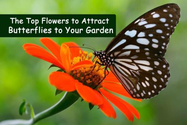 Top Flowers to Attract Butterflies to Your Garden
