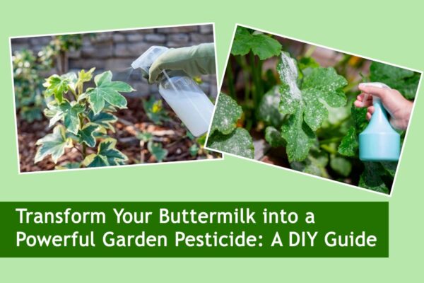 Transform Your Buttermilk into a Powerful Garden Pesticide: A DIY Guide