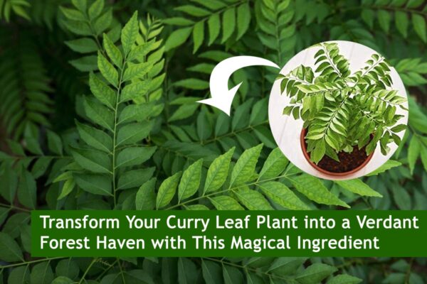 Transform Your Curry Leaf Plant into a Verdant Forest Haven with This Magical Ingredient