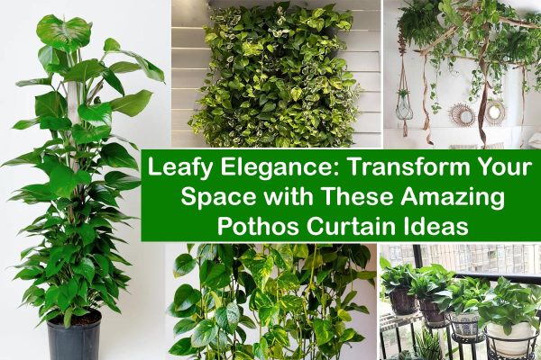 Transform Your Space with These Amazing Pothos Curtain Ideas