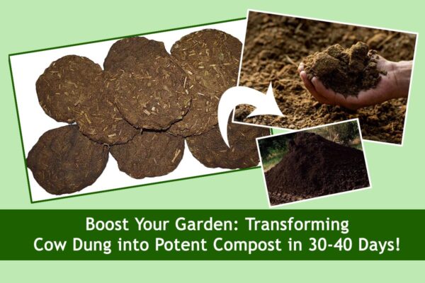 Boost Your Garden: Transforming Cow Dung into Potent Compost in 30-40 Days!