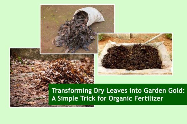 Transforming Dry Leaves into Garden Gold: A Simple Trick for Organic Fertilizer
