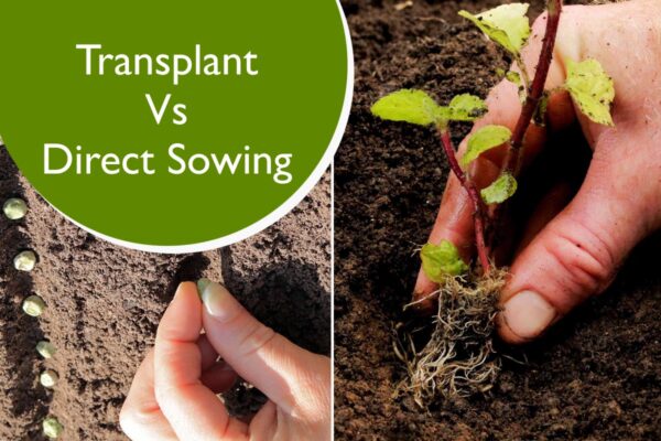 Transplant Vs Direct Sowing
