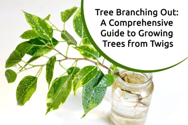 A Comprehensive Guide to Growing Trees from Twigs