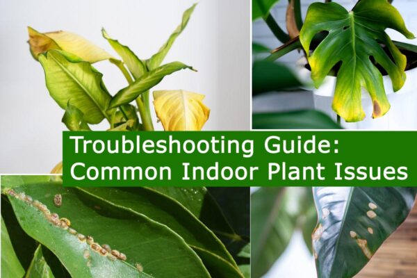 Troubleshooting Guide: Common Indoor Plant Issues