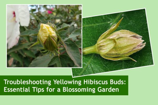 Troubleshooting Yellowing Hibiscus Buds: Essential Tips for a Blossoming Garden