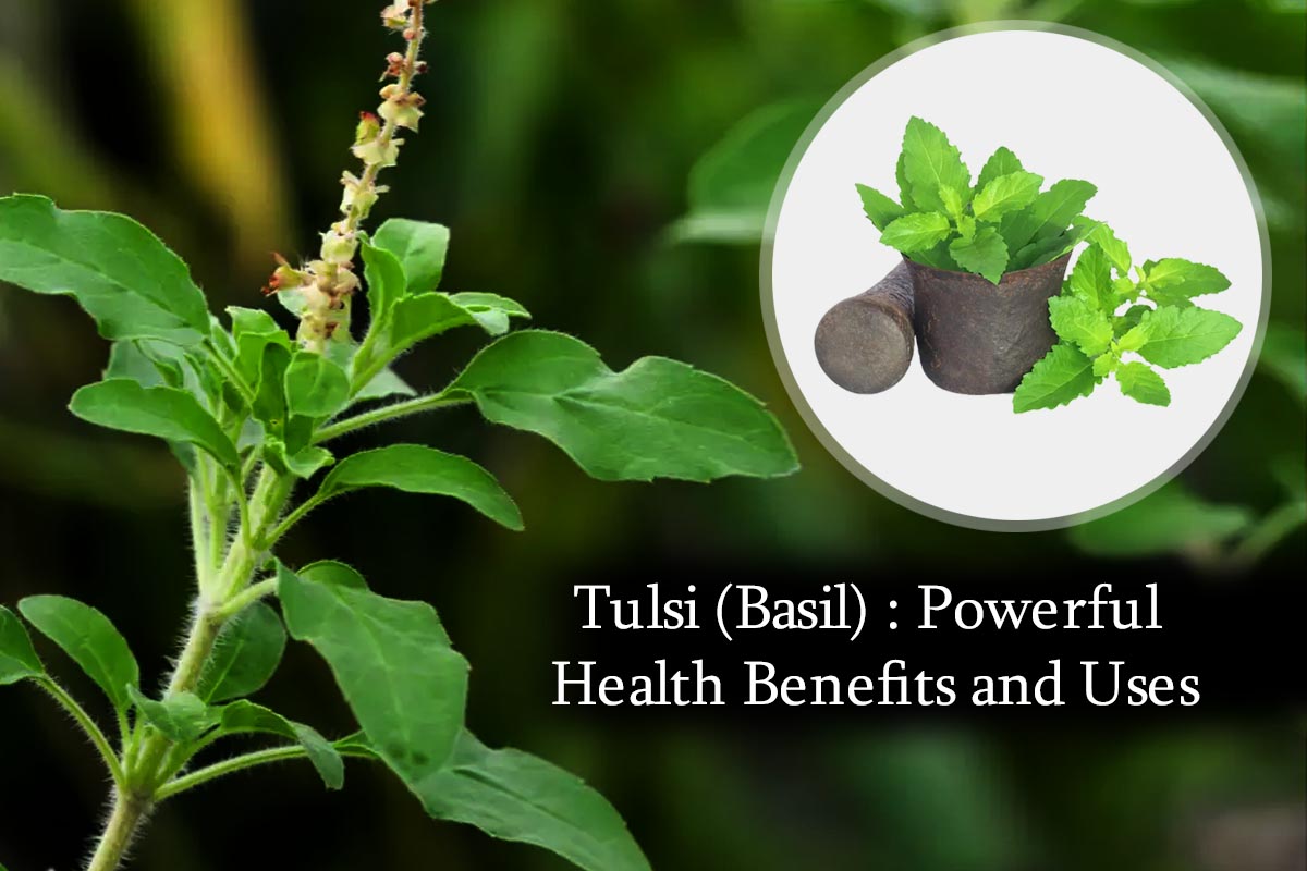 tulsi-basil-powerful-health-benefits-and-uses-plants-information