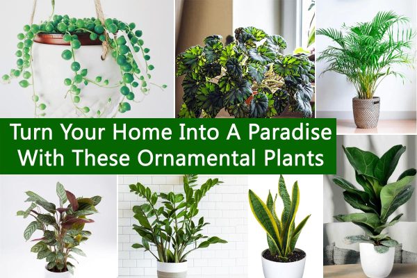 Turn Your Home Into A Paradise With These Ornamental Plants