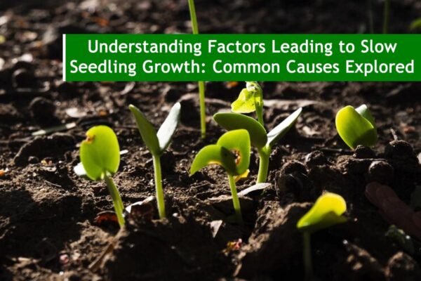 Understanding Factors Leading to Slow Seedling Growth: Common Causes Explored