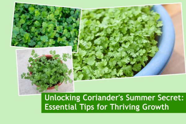 Unlocking Coriander's Summer Secret: Essential Tips for Thriving Growth