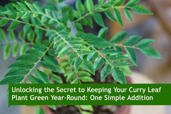 Unlocking the Secret to Keeping Your Curry Leaf Plant Green Year-Round: One Simple Addition
