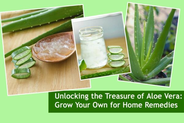 Unlocking the Treasure of Aloe Vera: Grow Your Own for Home Remedies