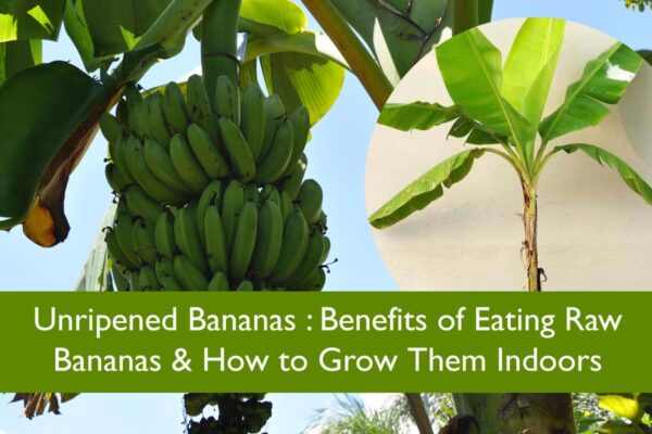 Unripened bananas : benefits of eating raw bananas & how to grow them indoors