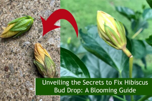 Unveiling the Secrets to Fix Hibiscus Bud Drop: A Blooming Guide