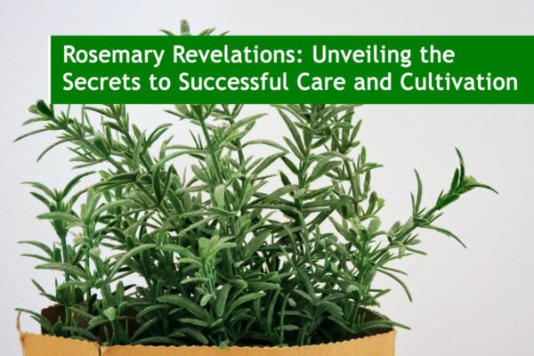 Rosemary Revelations: Unveiling the Secrets to Successful Care and Cultivation