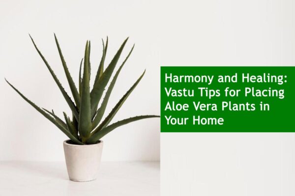 Harmony and Healing: Vastu Tips for Placing Aloe Vera Plants in Your Home