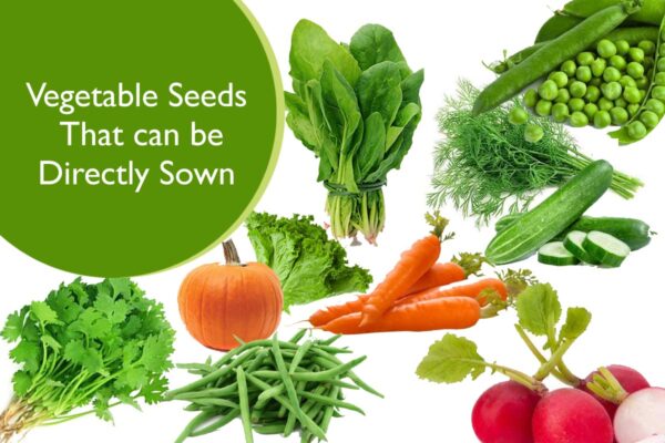 Vegetable Seeds That can be Directly Sown