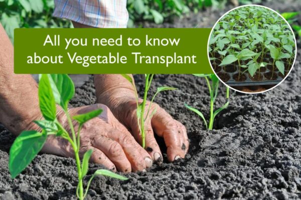 All you need to know about Vegetable Transplant