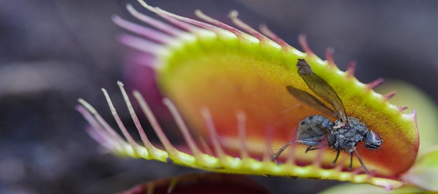 Venus Flytrap