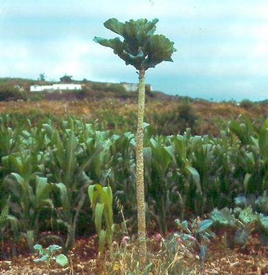 Walking Stick Cabbage (Brassica oleracea)