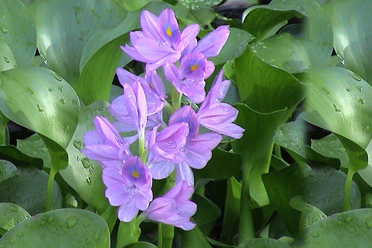 water-hyacinth-plant-plants-information