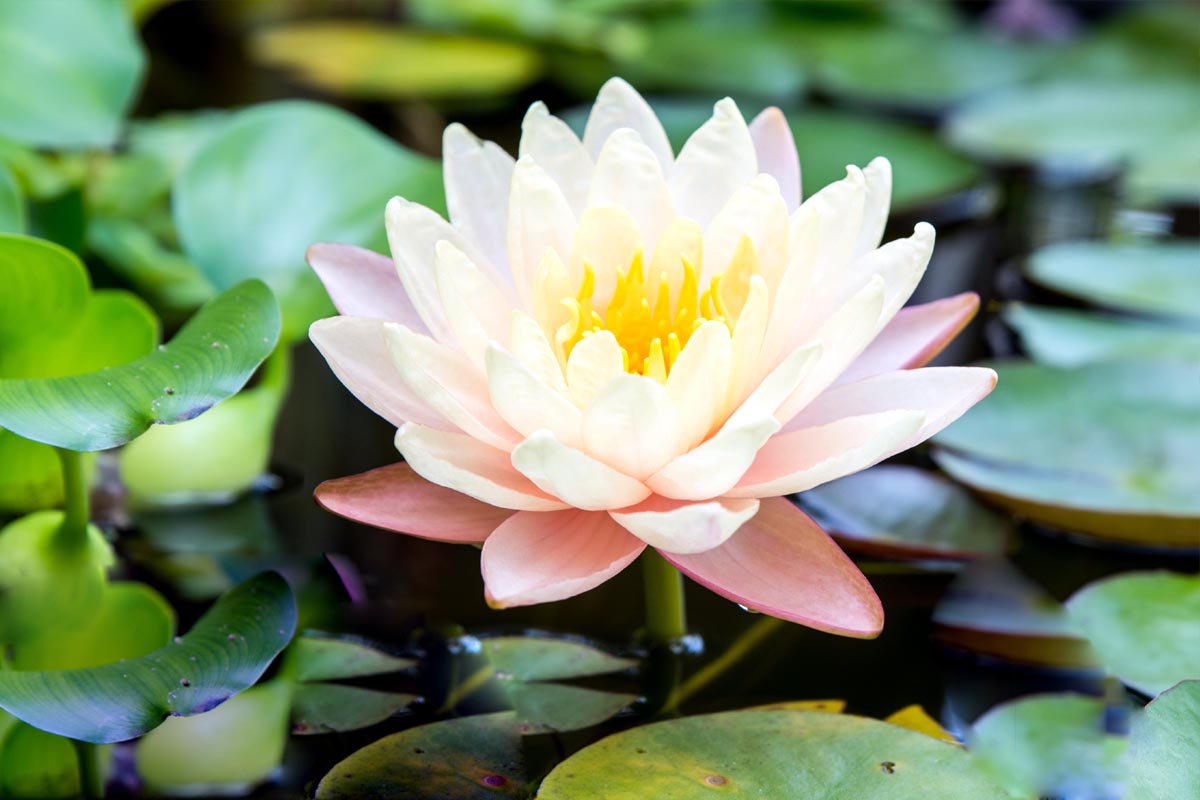 water-lilies-plant-plants-information