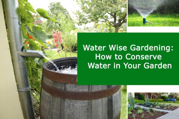 Water-Wise Gardening: How to Conserve Water in Your Garden