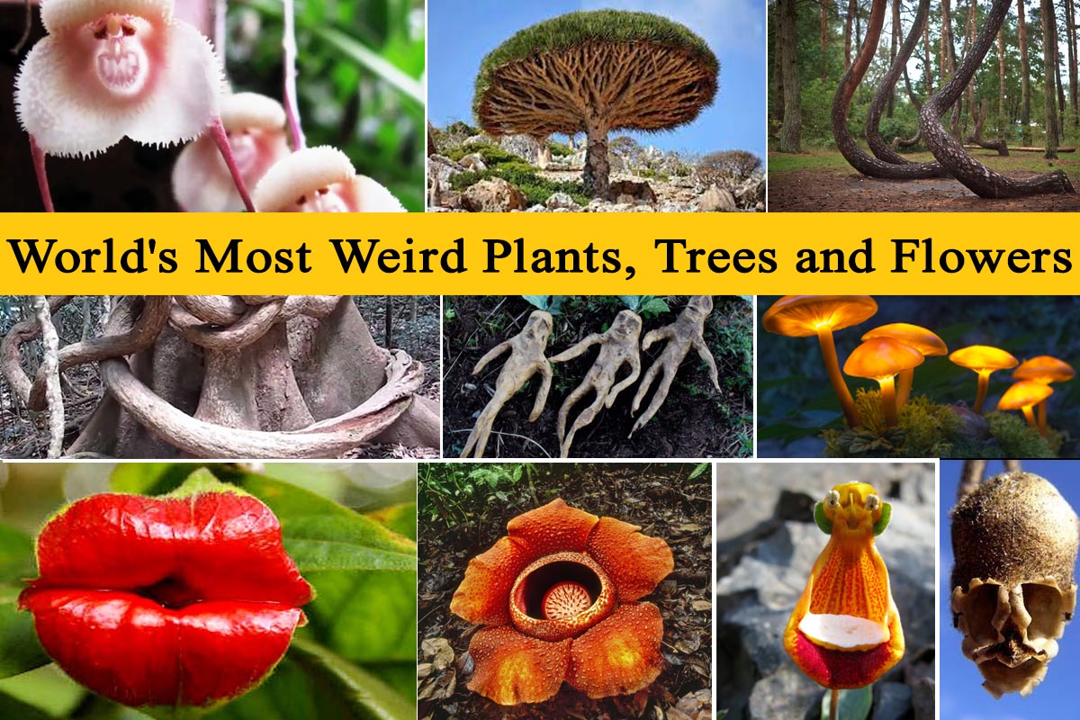 World's Most Weird Plants, Trees and Flowers | Plants Information
