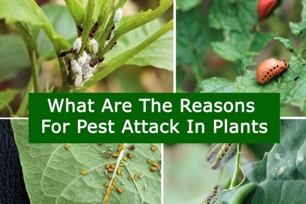 What Are The Reasons For Pest Attack In Plants
