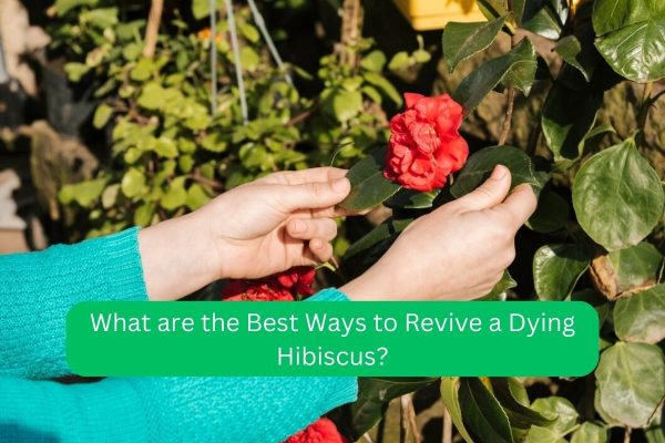 What are the Best Ways to Revive a Dying Hibiscus