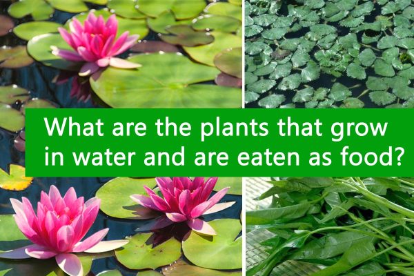 What are the plants that grow in water and are eaten as food?
