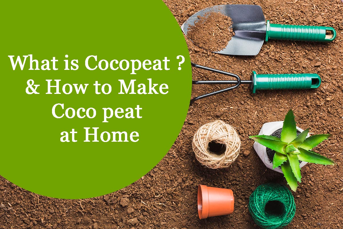 Cocopeat Growbags | Cocobi - The Coir Company