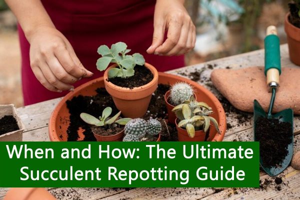 When and How: The Ultimate Succulent Repotting Guide