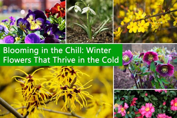 Blooming in the Chill: Winter Flowers That Thrive in the Cold