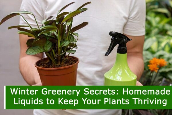 Winter Greenery Secrets: Homemade Liquids to Keep Your Plants Thriving