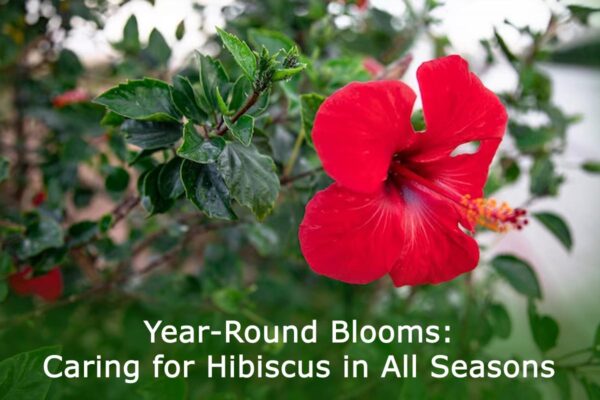 Year-Round Blooms: Caring for Hibiscus in All Seasons