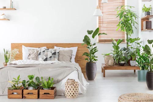 Benefits of Having Plants in the Bedroom