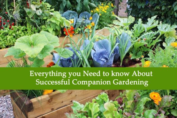 Everything You Need To Know About Successful Companion Gardening