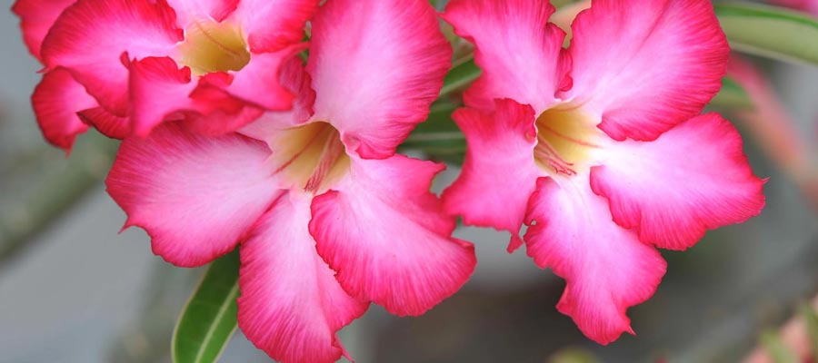 Adenium Flower Plants Information